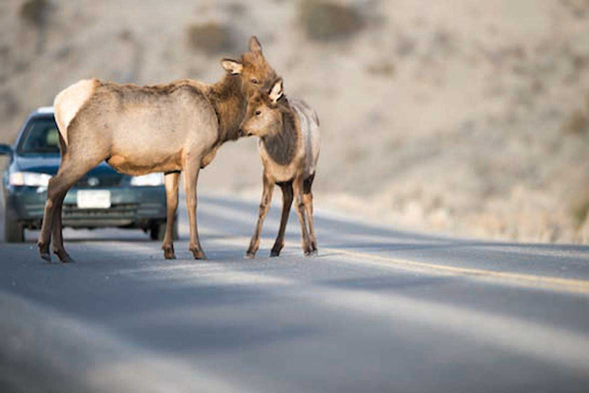 ACCIDENTES-ANIMALES ACCIDENTES-ANIMALES
